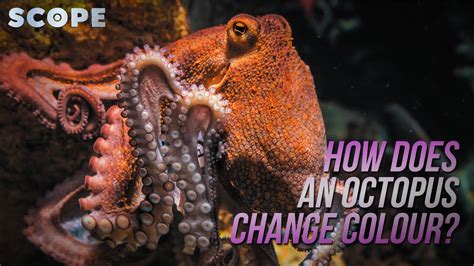 How Does An Octopus Change Colour Scope Tv Youtube