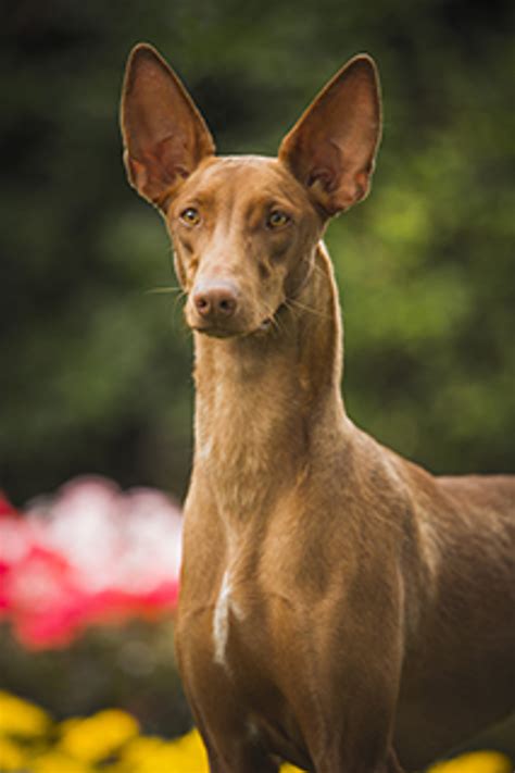 Pharaoh Hound Breeds A To Z The Kennel Club