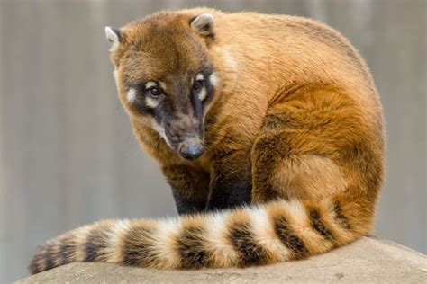 15 Cool Coati Facts Fact Animal