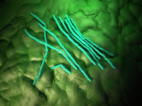 Bacillus Cereus Bacteria Photograph By Sebastian Kaulitzkiscience