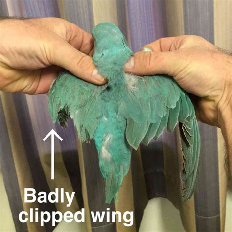 How To Clip Birds Wings Good And Bad Ways Walkerville Vet