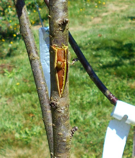 Trim the branches of your peach tree away from fences, garages or other areas that give squirrels access to your tree. Growing Greener in the Pacific Northwest: Summer Bud ...