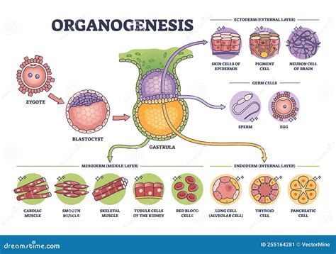 Etapas De La Fase De Organogénesis Del Esquema Del Proceso De Desarrollo Embrionario Ilustración