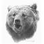 Grizzly Bear – Original Pencil Drawing By Dennis Mayer Jr Valued At 
