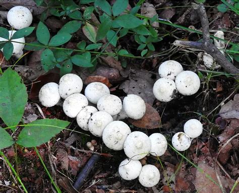 6 Effective Ways To Get Rid Of White Fungus Balls In Soil