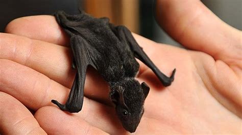 Sheath Tailed Bat Pup Rbatty