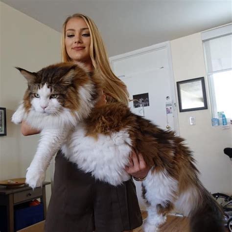 Meet Samson The Largest Domestic Cat Alive