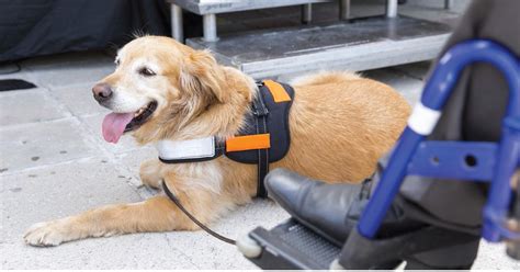 All other animals (with the exception of service dogs and cats) must first go through honolulu for acceptance by hawaiian quarantine officials. Service Animals Vs. Emotional Support Animals Vs. Therapy ...
