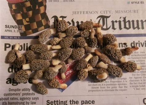 Mid Missouri Morels And Mushrooms Morel Reports And