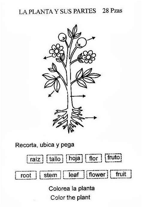 Partes De Las Plantas Para Pintar Colorear Imágenes