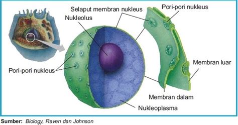 Struktur dan Fungsi Nukleus Inti Sel - Gambar
