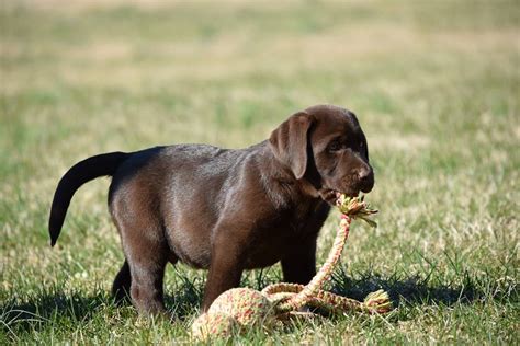 Maybe you would like to learn more about one of these? Cute Chocolate Labrador Retriever Puppies For Sale Near Me - l2sanpiero