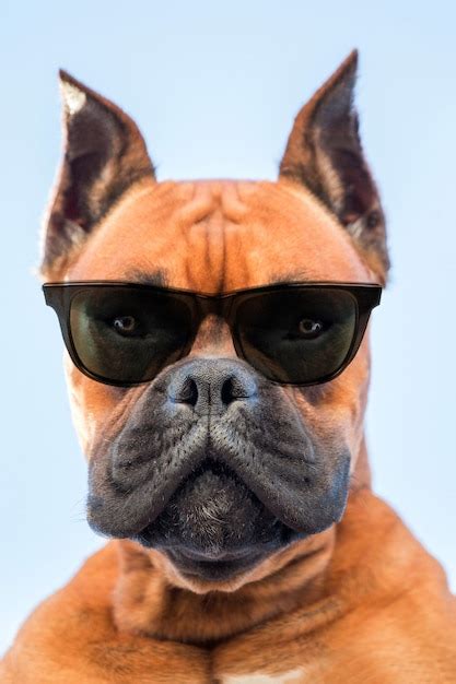 Premium Photo Portrait Of A Boxer Dog Breed With Dark Sunglasses Closeup