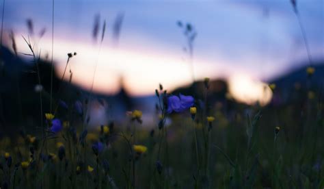 wallpaper 2048x1196 px blue blur bokeh field flowers glare macro nature night sunset