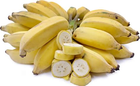 25 Different Types Of Bananas And Their Characteristics American Gardener