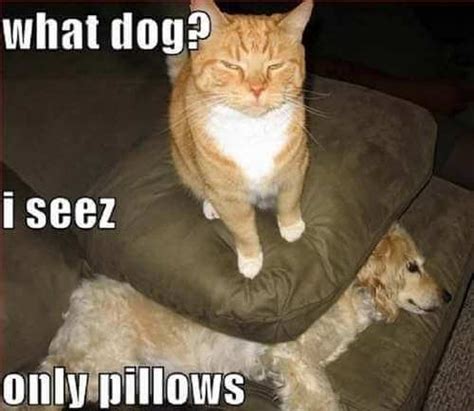 Funny Cat Vs Dog Quotes Mcgill Ville