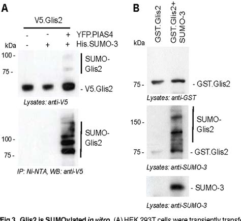 Figure 3 From Sumoylation Blocks The Ubiquitin Mediated Degradation Of