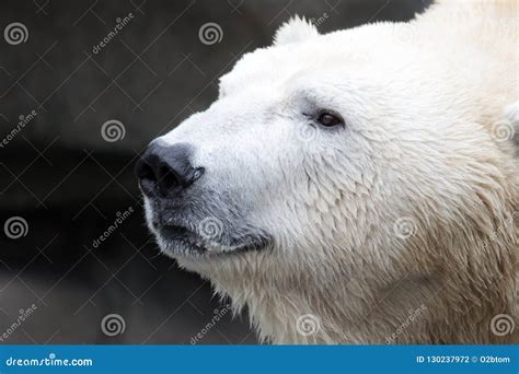 Polar Bear Head Shot Stock Photo Image Of Staring Stares 130237972
