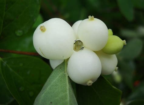 My Nature Photography Snowberries