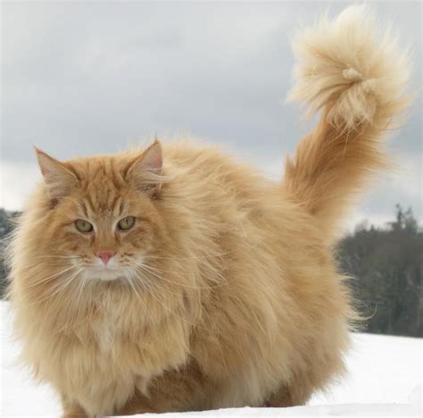 Extreme Orange Furriness Cats Norwegian Forest Cat Animals