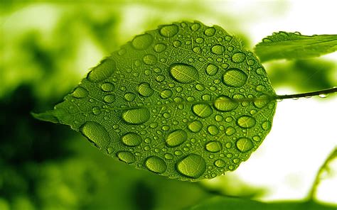 Nature Green Leaf With Water Droplets Hd Widescreen Free Download For