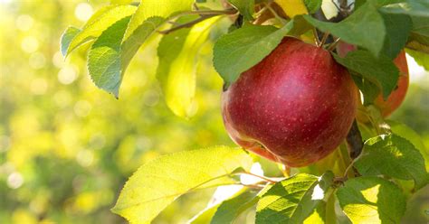 What Was The “forbidden Fruit” In Genesis Answers In Genesis