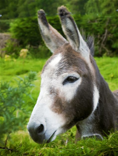 Irish Donkey In Ireland Most Donkeys Are Kept As Pets Rat Flickr