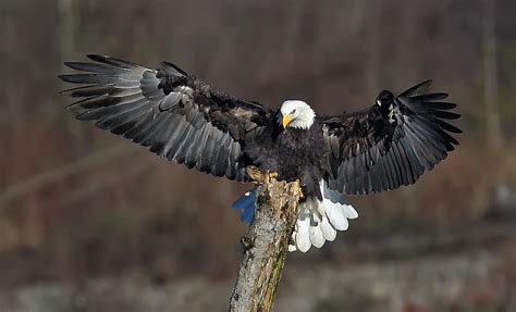 Landing Photograph By Evergreen Photography Pixels