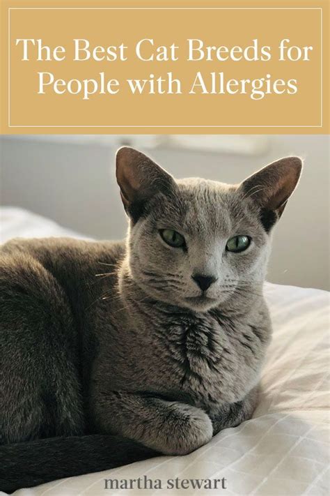 The Best Cat Breeds For People With Allergies Artofit