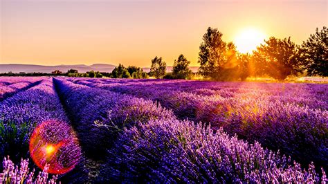 Purple Lavender During Morning Sunrise 4k 5k Hd Purple Wallpapers Hd