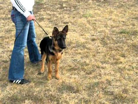 Below, average size has been given for both male and female gs: German Shepherd Dog, Female, 4 Months old - YouTube