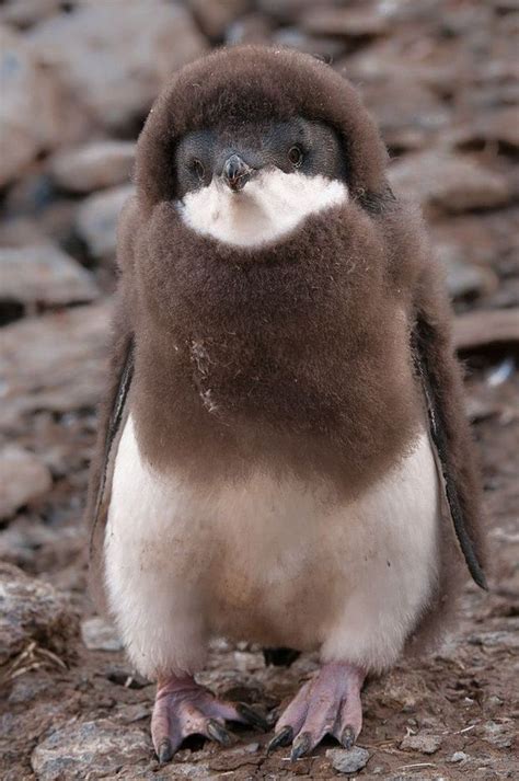 20 Adorable Baby Penguin Photos That Will Make You Wanna Cuddle With One
