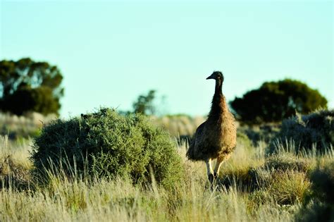 AGENTS E&O—NOT COVERAGE FOR LARGE FLIGHTLESS BIRDS - The Rough Notes 