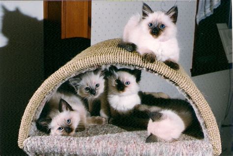 Hypoallergenic cats for allergy sufferers. Traditional Balinese Balinese Cat Price