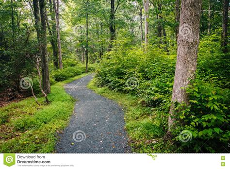 The Limberlost Trail In Shenandoah National Park Virginia Stock