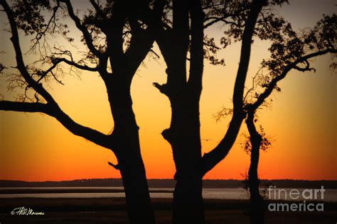 Golden Sunset Photograph By Phil Mancuso Fine Art America