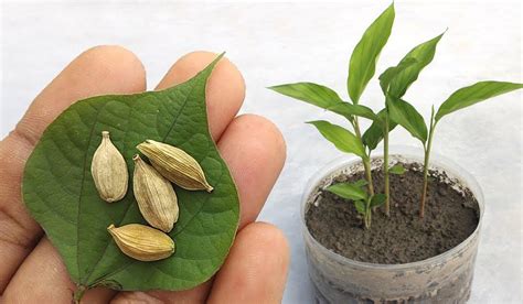 How To Grow Cardamom Plant From Seed And Care For Green Cardamom
