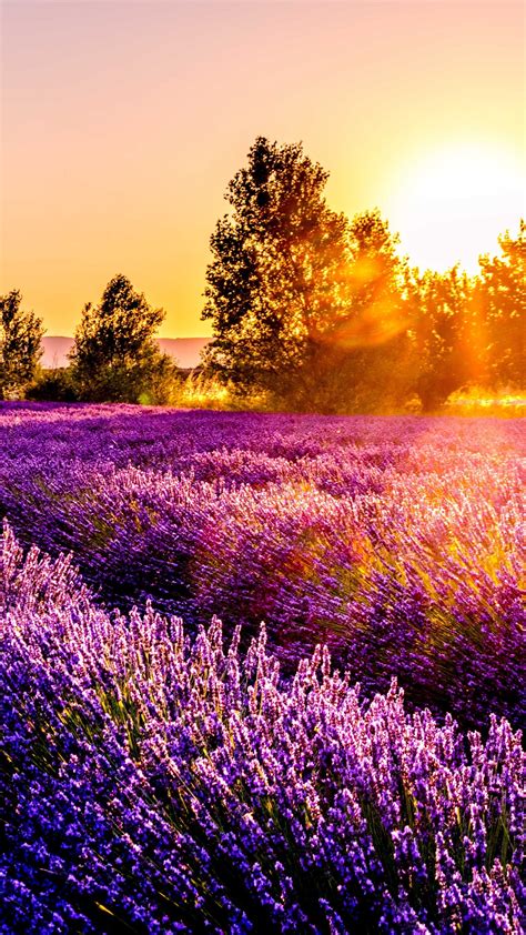 Purple Lavender During Morning Sunrise 4k 5k Hd Purple