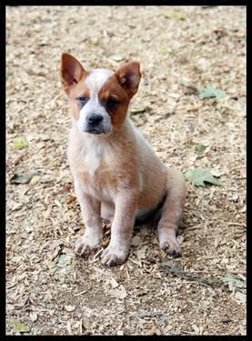 These gorgeous puppies were born on the 25th of january and will be ready looking for her forever home 1x visual blue female carrying testable choc, cream and cocoa (non testable currently red heeler stumpy tail. AKC Australian Cattle Dog Red Heeler puppies for Sale in ...