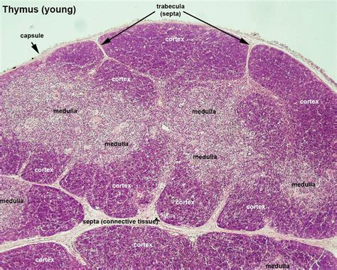 Histology classification of bone tissue. Histology of the thymus. The structure of thymus in young ...