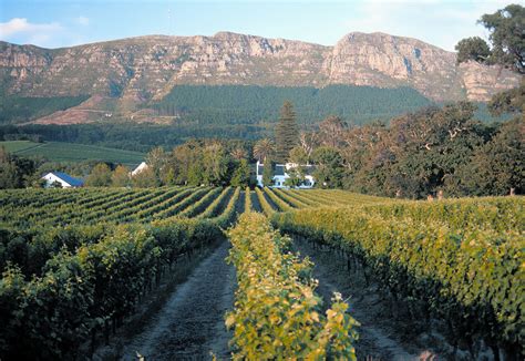 Age And Optimism Shape South Africas Cape Winelands Montecristo