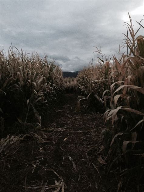 Haunted Corn Maze Tumblr Haunted Corn Maze Haunting Corn Maze