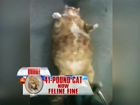 Skinny The Formerly 41 Pound Cat Reveals New Slender Size On Gma Gma