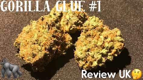 Gorilla Glue 1 Strain Review Uk Youtube