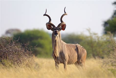 Spiral Horned Antelope Of Southern Africa Outfitters 4 Africa