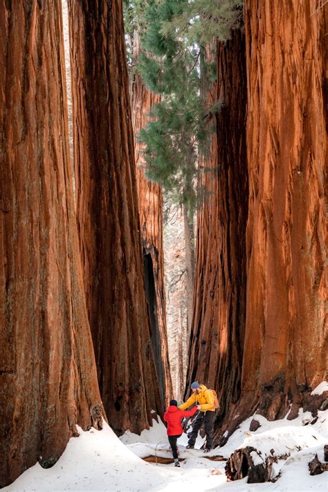20 Helpful Things To Know About Sequoia National Park In Winter