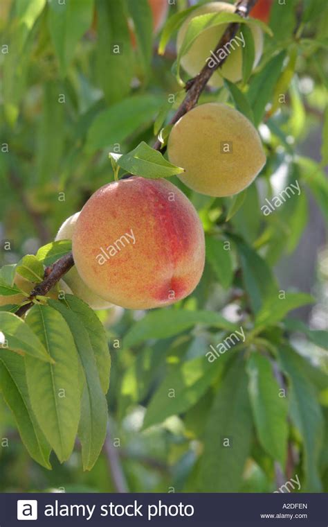Two Ripe Peaches Growing On A Tree Stock Photo Alamy