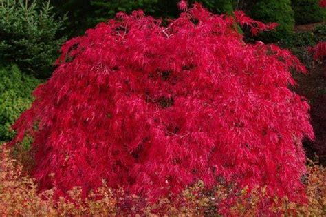 We did not find results for: Amazon.com : Red Dragon Weeping Lace Leaf Japanese Maple 2 ...
