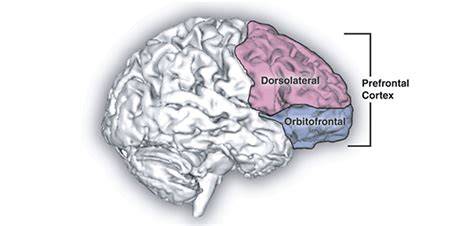 Why Is The Dorsolatereral Prefrontal Cortex Dlpfc The Favorite Region