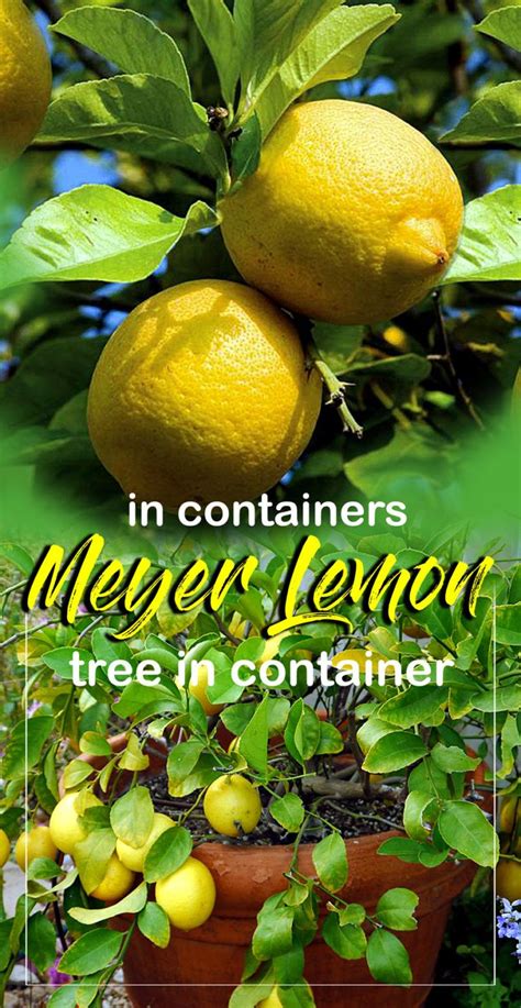 How To Grow Lemon Tree In Pots Growing Meyer Lemon Lemon Tree